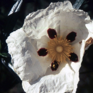 Photographie n°2262342 du taxon Cistus ladanifer L. [1753]