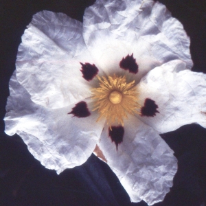 Photographie n°2262343 du taxon Cistus ladanifer L. [1753]