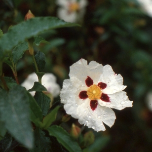 Photographie n°2262344 du taxon Cistus ladanifer L. [1753]