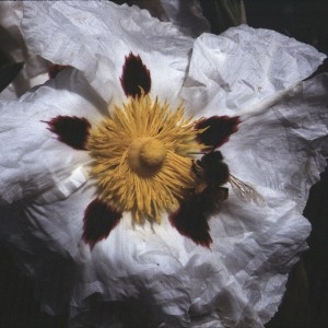 Photographie n°2262345 du taxon Cistus ladanifer L. [1753]