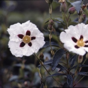 Photographie n°2262346 du taxon Cistus ladanifer L. [1753]