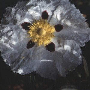 Photographie n°2262347 du taxon Cistus ladanifer L. [1753]