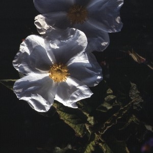 Photographie n°2262348 du taxon Cistus populifolius L. [1753]