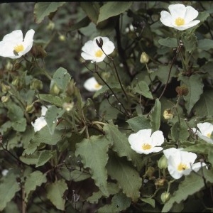 Photographie n°2262349 du taxon Cistus populifolius L. [1753]