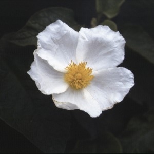 Photographie n°2262350 du taxon Cistus populifolius L. [1753]