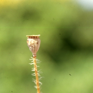 Photographie n°2262354 du taxon Papaver rhoeas L.