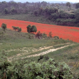 Photographie n°2262357 du taxon Papaver rhoeas L.