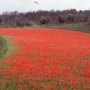 Photographie n°2262358 du taxon Papaver rhoeas L.