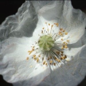 Photographie n°2262360 du taxon Papaver rhoeas L.