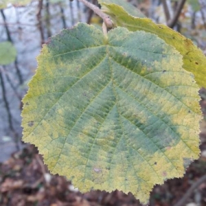 Photographie n°2262366 du taxon Corylus avellana L.