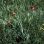  Liliane Roubaudi - Papaver hybridum L. [1753]