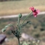  Liliane Roubaudi - Papaver hybridum L. [1753]