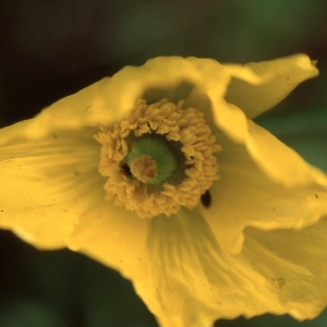 Photographie n°2262378 du taxon Meconopsis cambrica (L.) Vig.