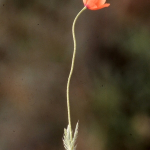 Photographie n°2262390 du taxon Papaver argemone L. [1753]