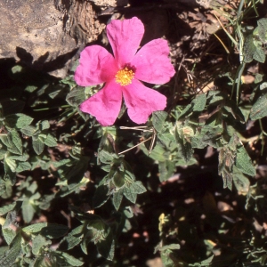 Photographie n°2262399 du taxon Helianthemum apenninum (L.) Mill. [1768]