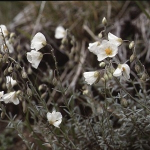 Photographie n°2262416 du taxon Helianthemum apenninum (L.) Mill. [1768]