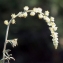  Liliane Roubaudi - Sesamoides purpurascens (L.) G.López [1986]