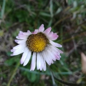 Photographie n°2262449 du taxon Bellis perennis L. [1753]