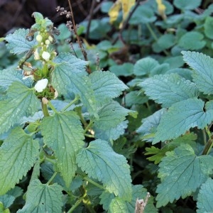 Photographie n°2262461 du taxon Lamium album L.