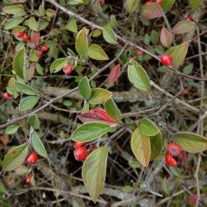 Photographie n°2262532 du taxon Cotoneaster Medik. [1789]