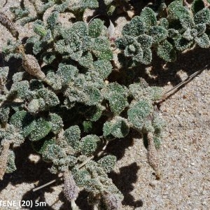 Photographie n°2262533 du taxon Silene succulenta subsp. corsica (DC.) Nyman [1878]