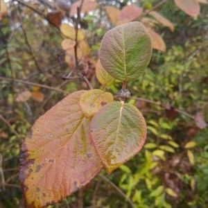 Photographie n°2262541 du taxon Viburnum lantana L. [1753]