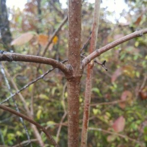 Photographie n°2262542 du taxon Viburnum lantana L. [1753]