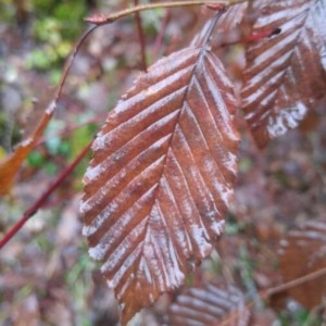 Photographie n°2262545 du taxon Carpinus betulus L. [1753]