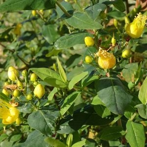 Photographie n°2262644 du taxon Hypericum hircinum L. [1753]