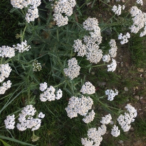 Achillea millefolium L. (Achillée millefeuille)