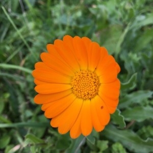 Photographie n°2262658 du taxon Calendula officinalis L. [1753]