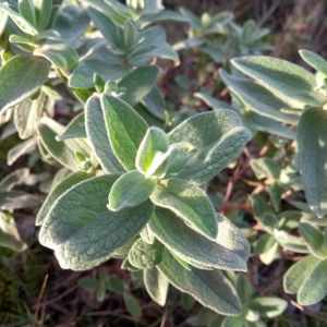 Photographie n°2262672 du taxon Cistus albidus L. [1753]