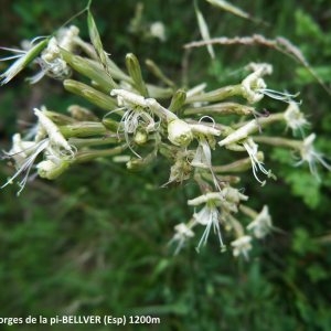 Photographie n°2262696 du taxon Silene nemoralis Waldst. & Kit. [1812]