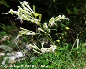 Dominique Duveau, le 25 juin 2015 (Bellver de Cerdanya (Gorges de la Pi))