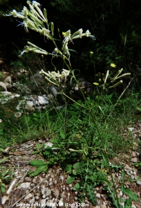 Dominique Duveau, le 25 juin 2015 (Bellver de Cerdanya (Gorges de la Pi))