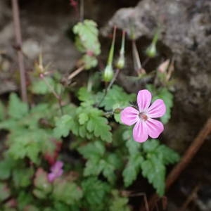 Photographie n°2262748 du taxon Geranium robertianum L. [1753]