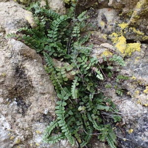  - Asplenium trichomanes subsp. pachyrachis (H.Christ) Lovis & Reichst. [1980]
