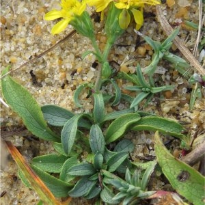 Photographie n°2262872 du taxon Solidago virgaurea subsp. macrorhiza (Lange) Nyman [1879]