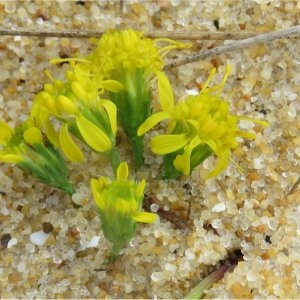 Photographie n°2262873 du taxon Solidago virgaurea subsp. macrorhiza (Lange) Nyman [1879]