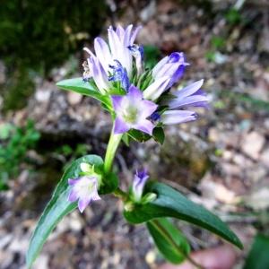 Photographie n°2262883 du taxon Campanula glomerata subsp. glomerata 