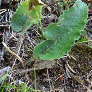 Photographie n°2262909 du taxon Campanula glomerata subsp. glomerata 