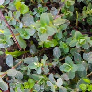 Photographie n°2262972 du taxon Millepertuis perforé