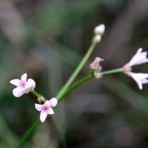 Photographie n°2262989 du taxon Asperula cynanchica L. [1753]