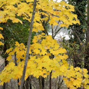 Photographie n°2263000 du taxon Acer pseudoplatanus L. [1753]