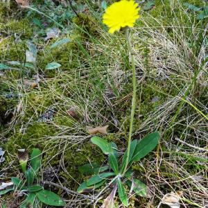 Photographie n°2263245 du taxon Pilosella officinarum Vaill. [1754]