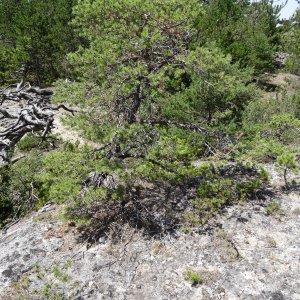 Photographie n°2263257 du taxon Pinus mugo subsp. uncinata (Ramond ex DC.) Domin [1936]