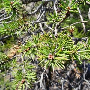 Photographie n°2263258 du taxon Pinus mugo subsp. uncinata (Ramond ex DC.) Domin [1936]