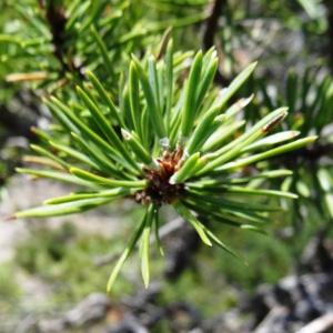 Photographie n°2263259 du taxon Pinus mugo subsp. uncinata (Ramond ex DC.) Domin [1936]