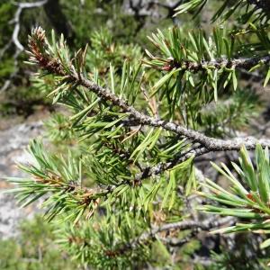 Photographie n°2263260 du taxon Pinus mugo subsp. uncinata (Ramond ex DC.) Domin [1936]
