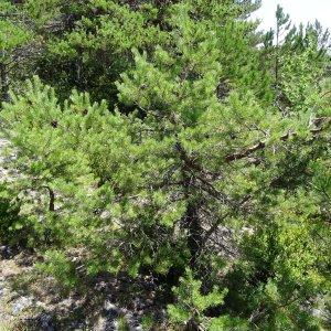 Photographie n°2263263 du taxon Pinus mugo subsp. uncinata (Ramond ex DC.) Domin [1936]